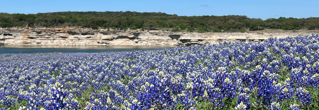 Bluebonnets